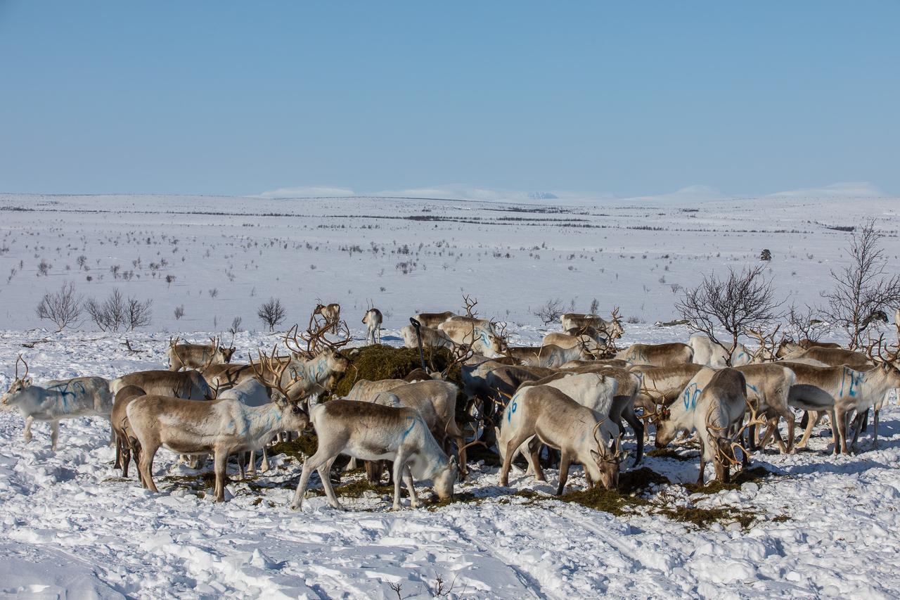 Osman Kelohovi Villa Utsjoki Bagian luar foto